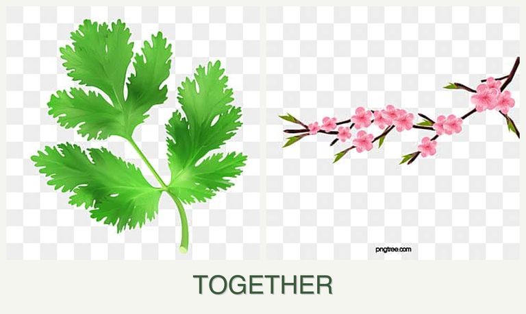 Can you plant parsley and peaches together?