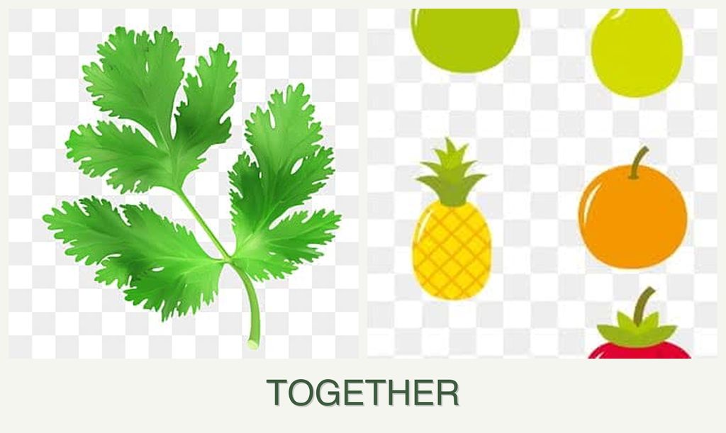 Can you plant parsley and pears together?