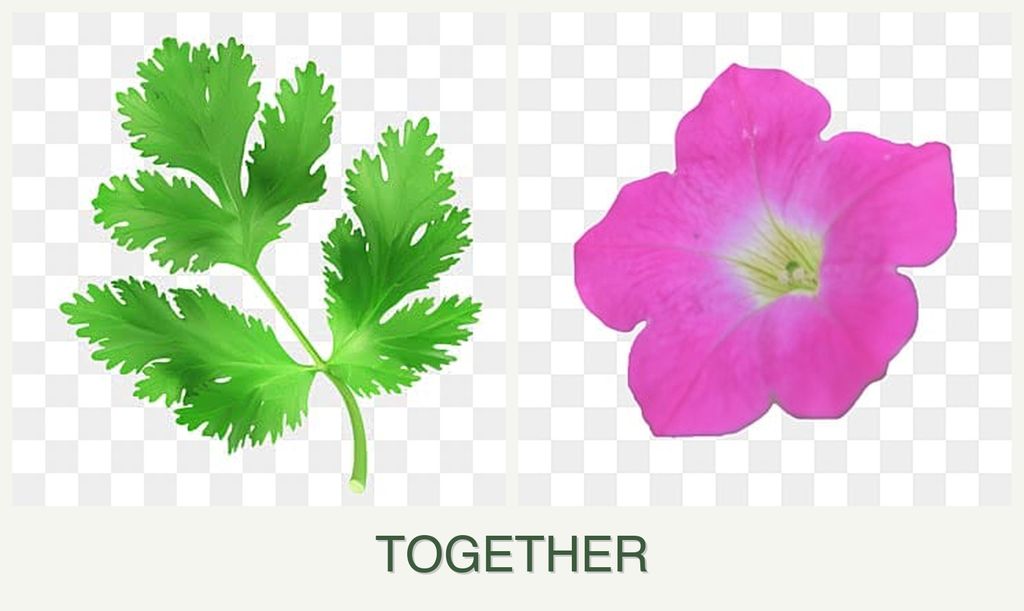 Can you plant parsley and petunias together?