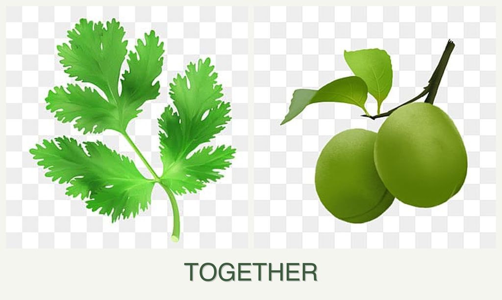 Can you plant parsley and plums together?