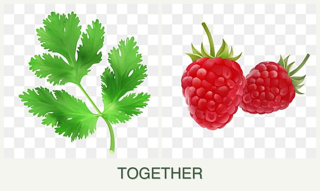 Can you plant parsley and raspberries together?