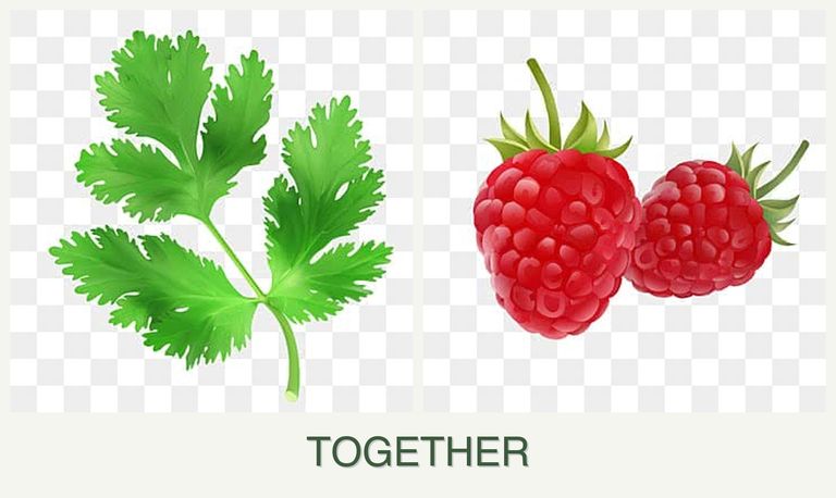 Can you plant parsley and raspberries together?