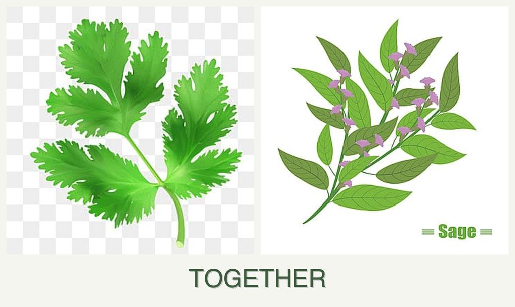 Can you plant parsley and sage together?