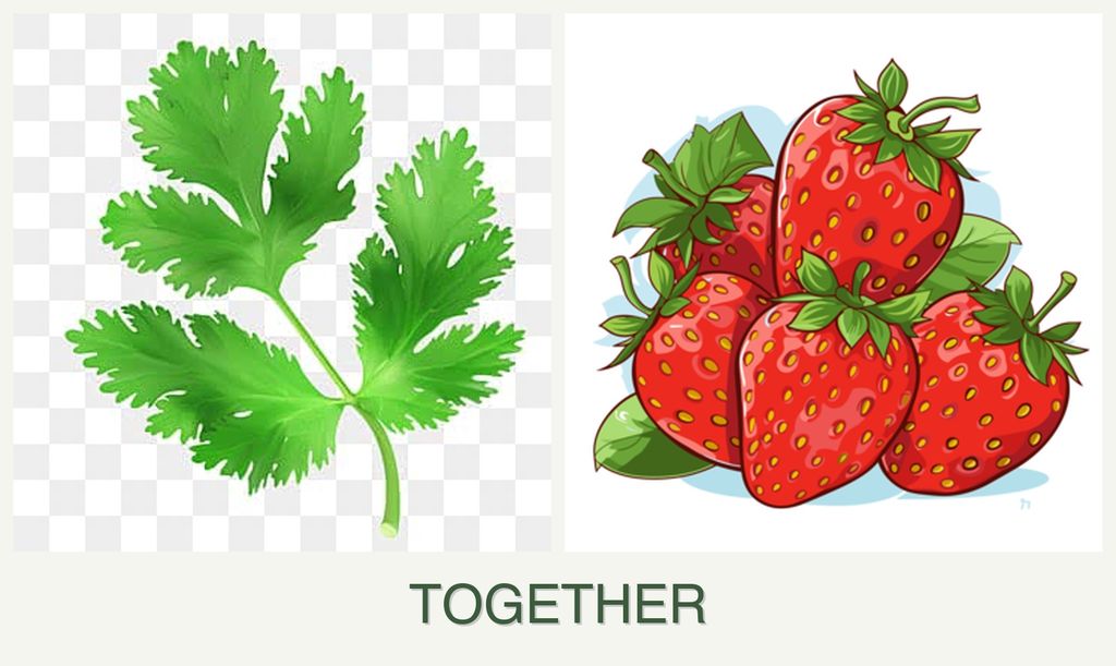 Can you plant parsley and strawberries together?