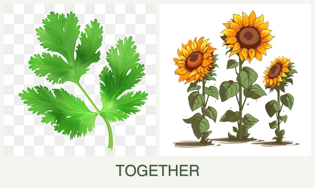 Can you plant parsley and sunflowers together?
