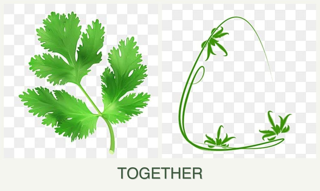 Can you plant parsley and tarragon together?