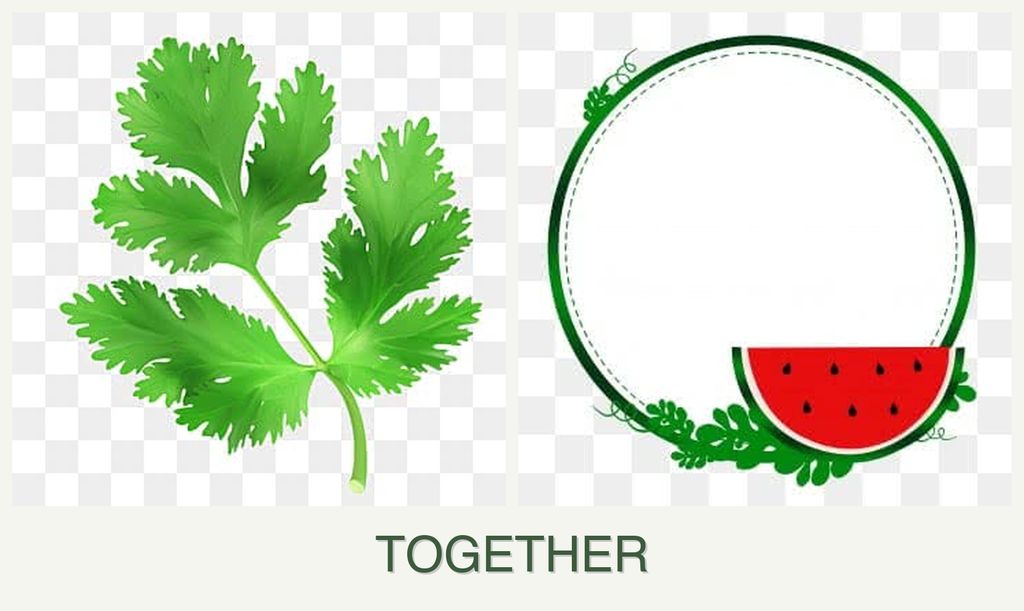 Can you plant parsley and watermelons together?