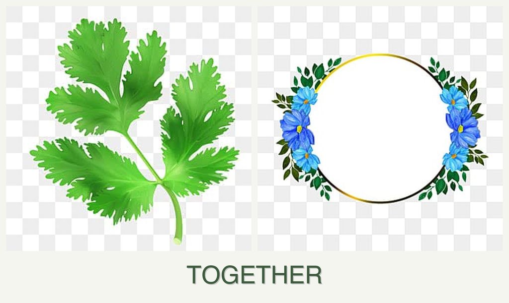 Can you plant parsley and zinnias together?