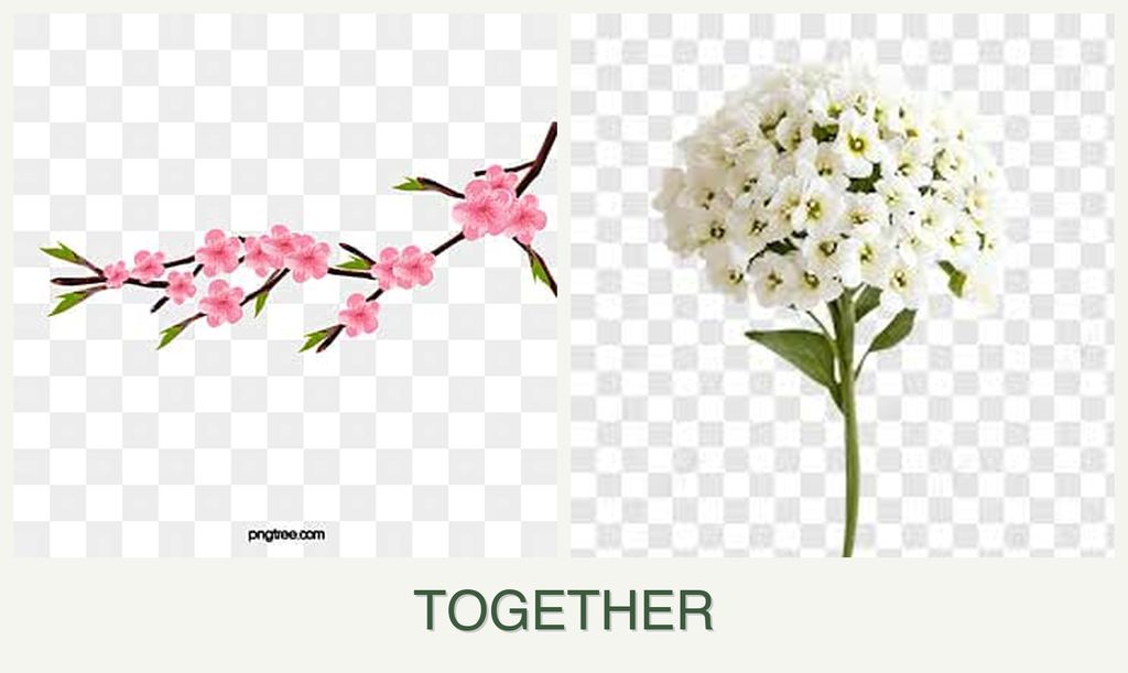 Can you plant peaches and alyssum together?