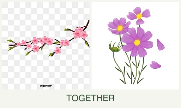Can you plant peaches and cosmos together?