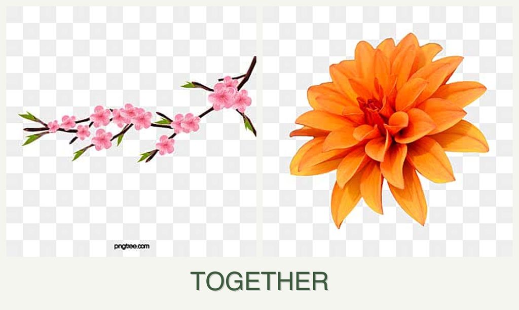 Can you plant peaches and dahlias together?