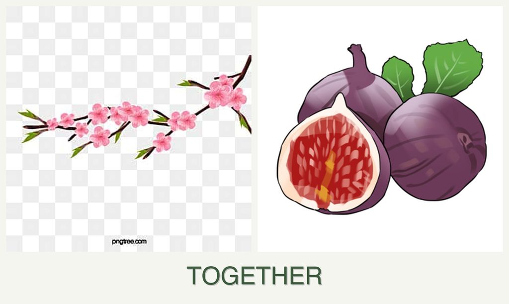 Can you plant peaches and figs together?