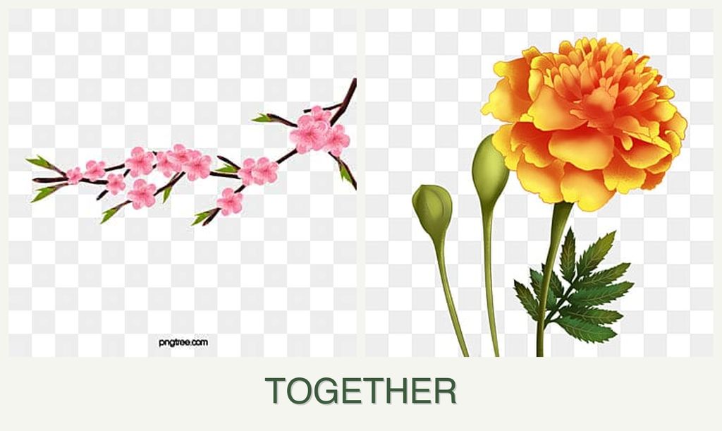 Can you plant peaches and marigolds together?