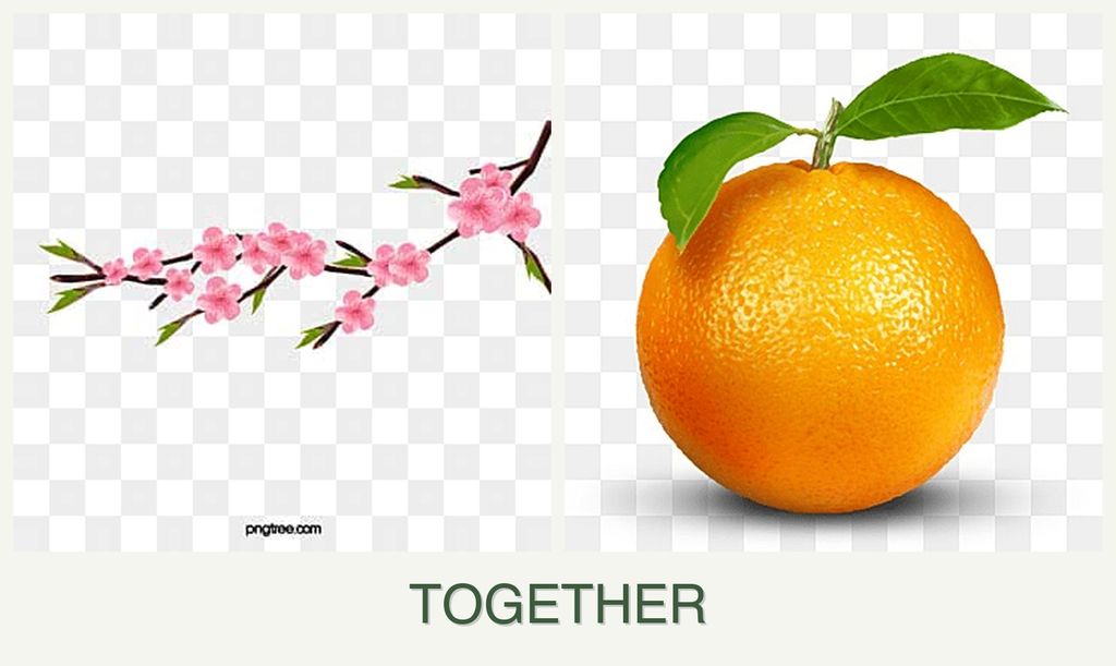 Can you plant peaches and oranges together?