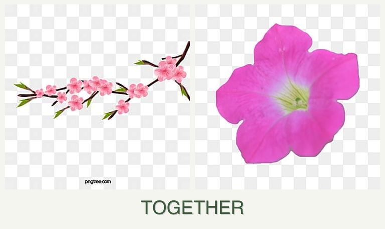 Can you plant peaches and petunias together?