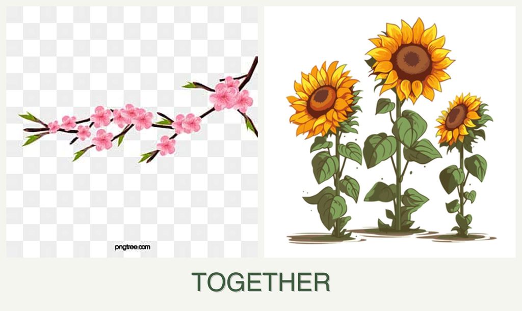Can you plant peaches and sunflowers together?