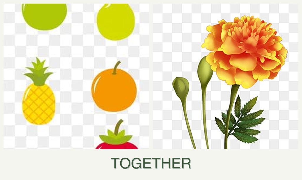 Can you plant pears and marigolds together?