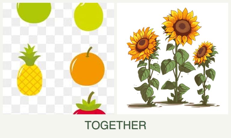 Can you plant pears and sunflowers together?