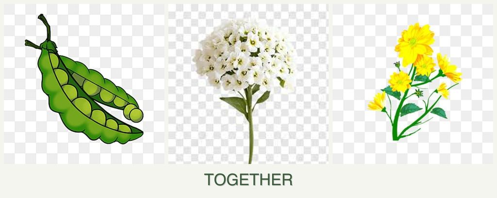 Can you plant peas, alyssum and calendula together?