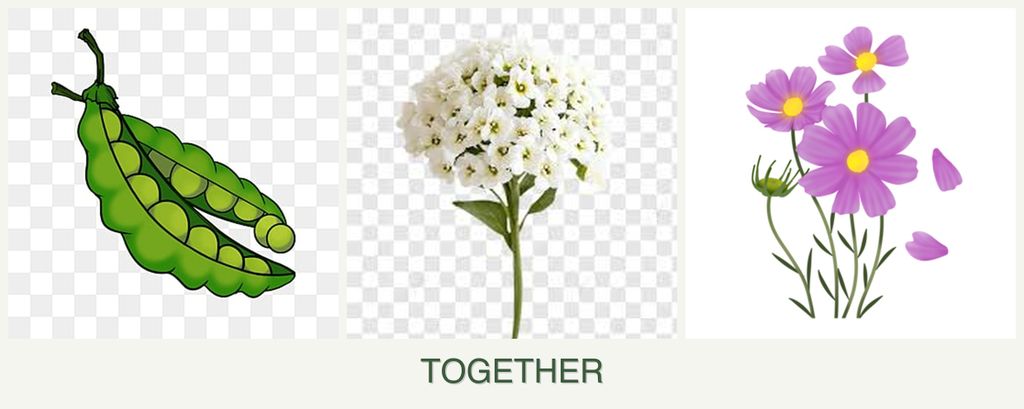 Can you plant peas, alyssum and cosmos together?