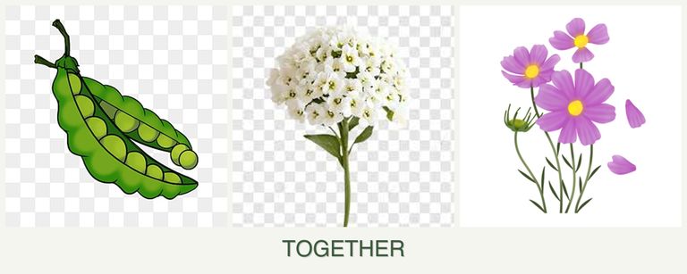 Can you plant peas, alyssum and cosmos together?