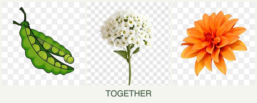 Can you plant peas, alyssum and dahlias together?