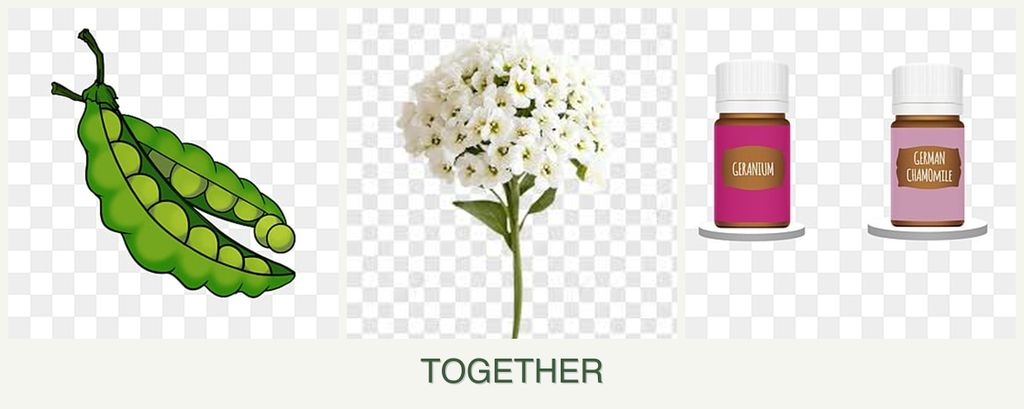 Can you plant peas, alyssum and geraniums together?