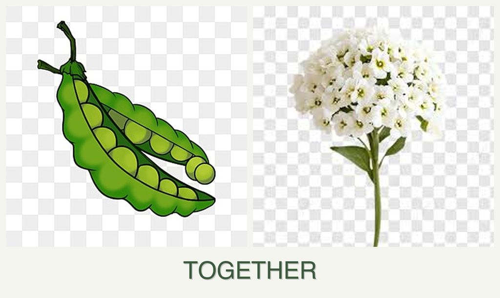 Can you plant peas and alyssum together?