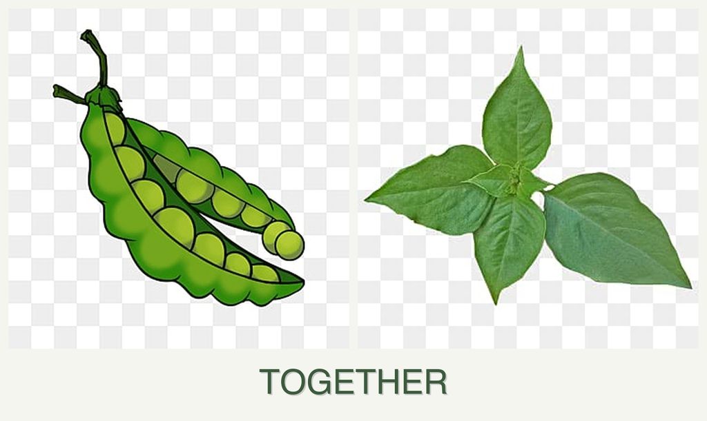 Can you plant peas and basil together?