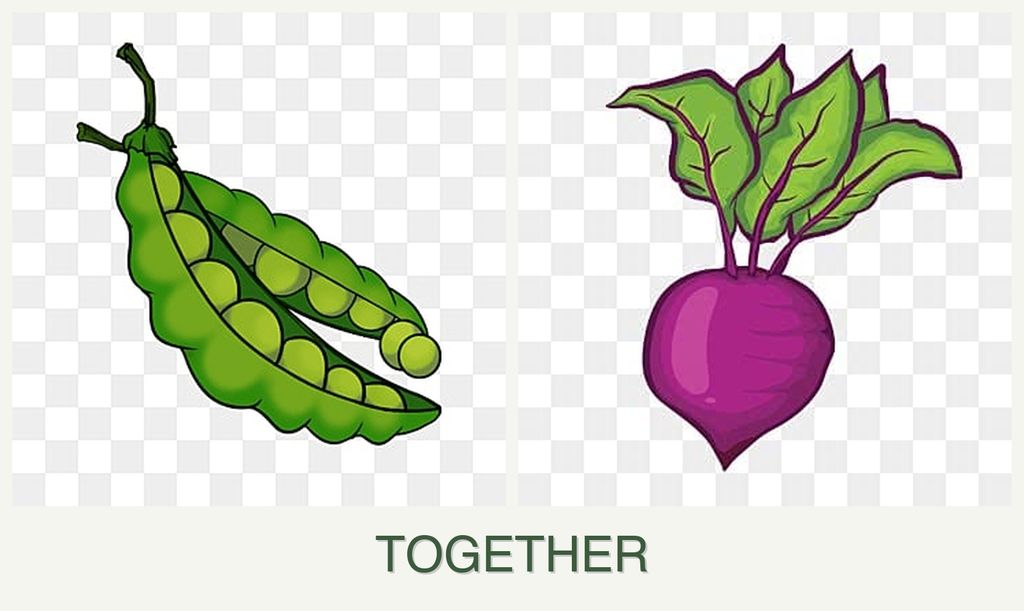 Can you plant peas and beets together?