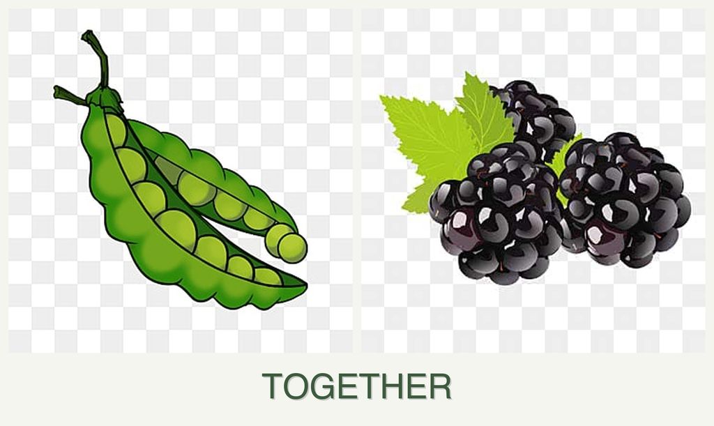 Can you plant peas and blackberries together?