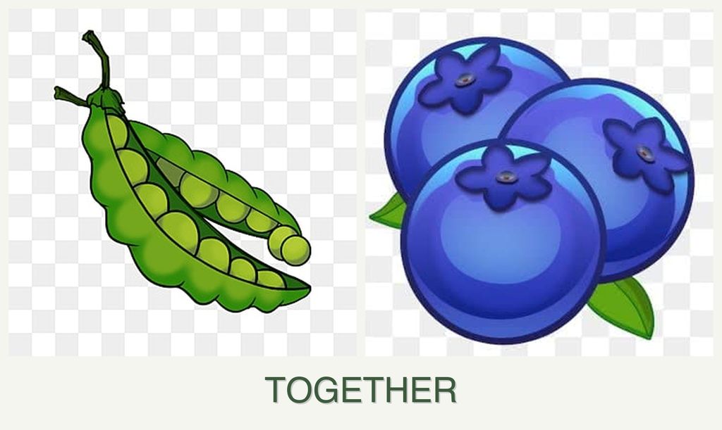 Can you plant peas and blueberries together?