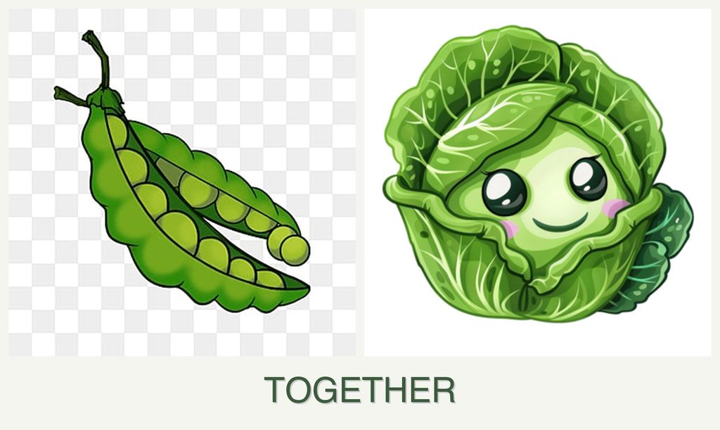 Can you plant peas and cabbage together?