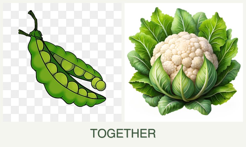 Can you plant peas and cauliflower together?