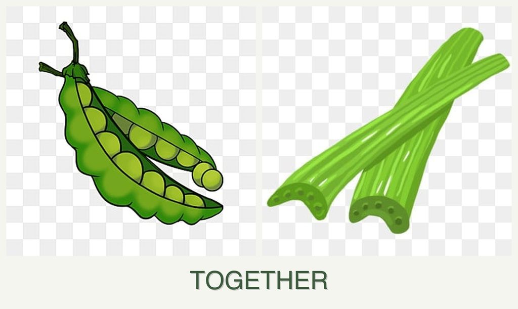 Can you plant peas and celery together?