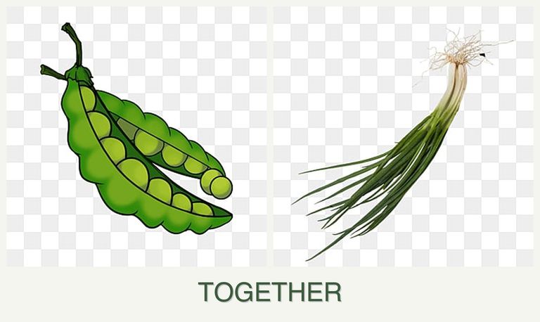 Can you plant peas and chives together?