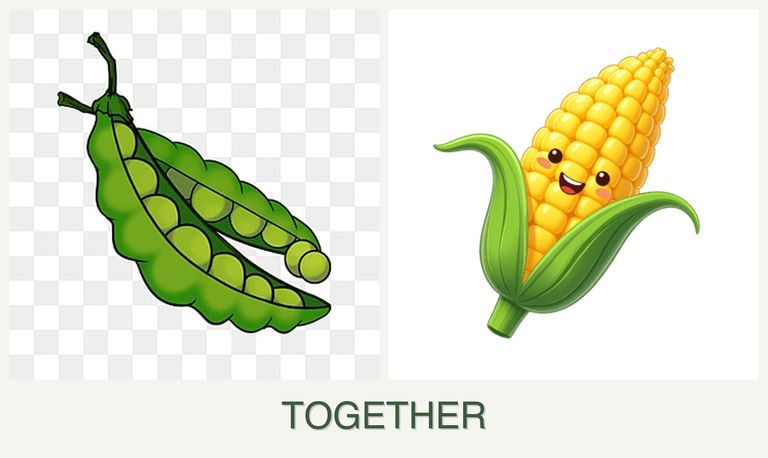Can you plant peas and corn together?
