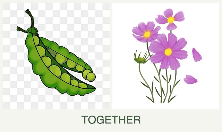 Can you plant peas and cosmos together?