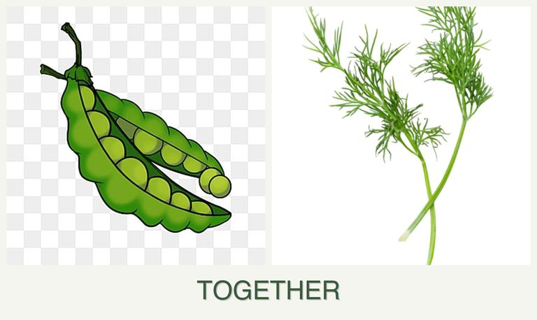 Can you plant peas and dill together?