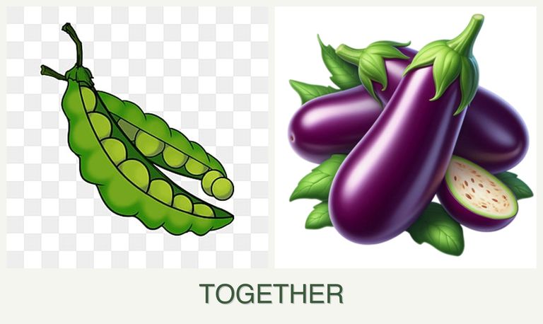 Can you plant peas and eggplant together?