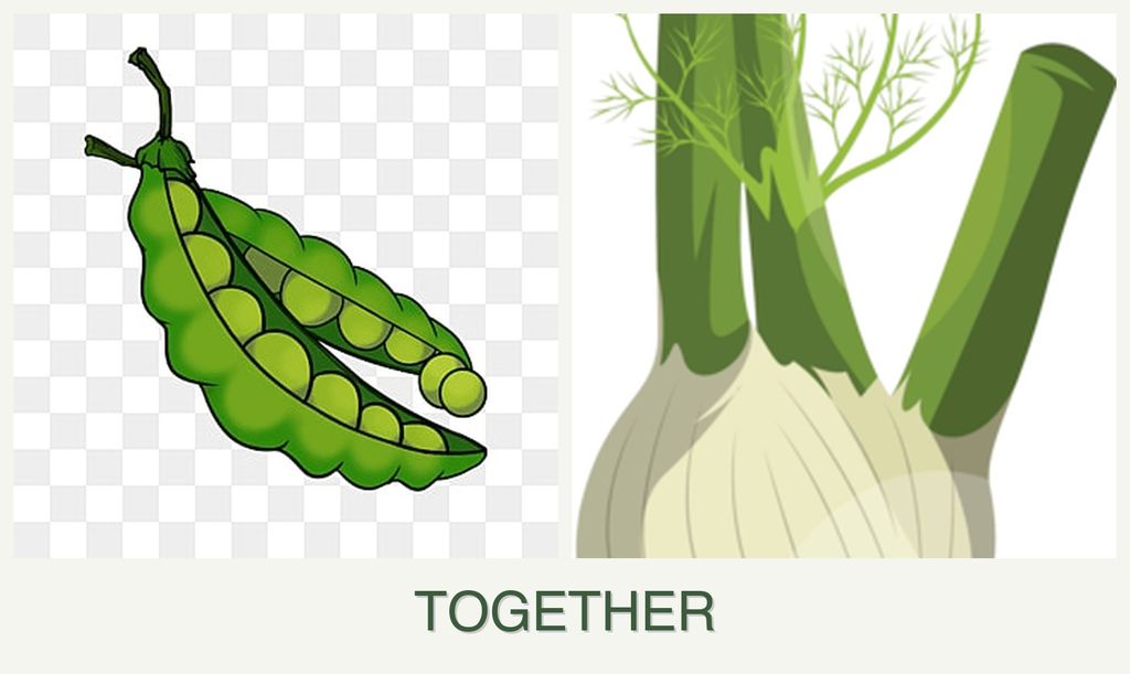 Can you plant peas and fennel together?