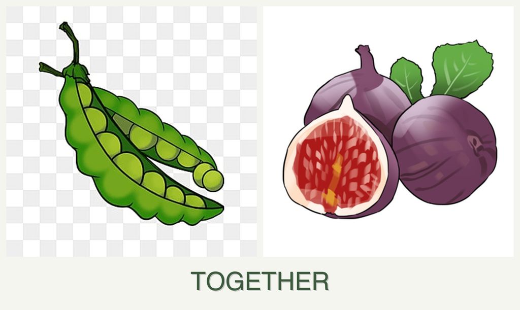 Can you plant peas and figs together?