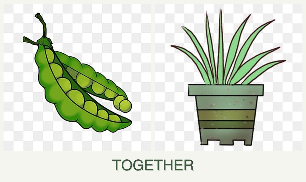 Can you plant peas and lemongrass together?