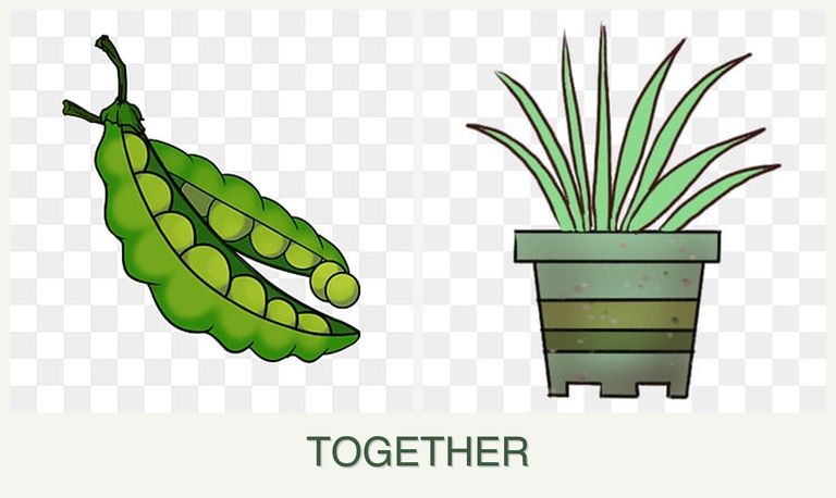 Can you plant peas and lemongrass together?