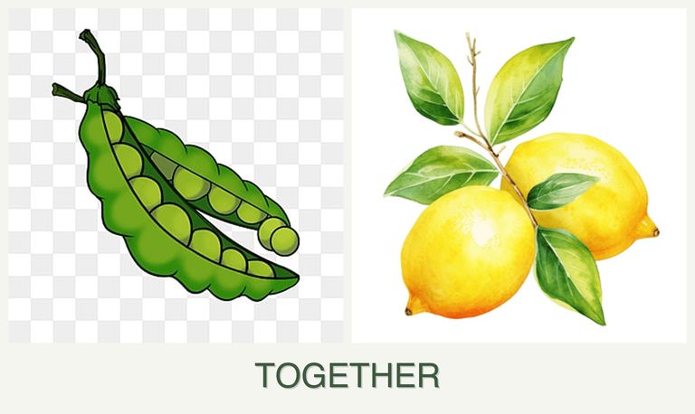 Can you plant peas and lemons together?