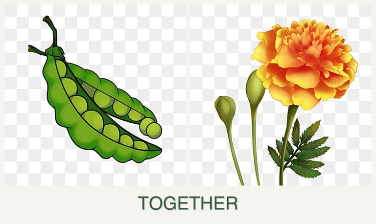Can you plant peas and marigolds together?