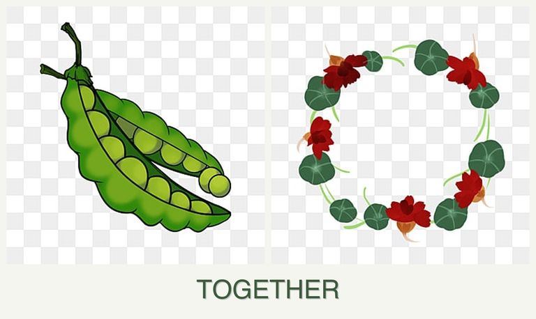 Can you plant peas and nasturtiums together?