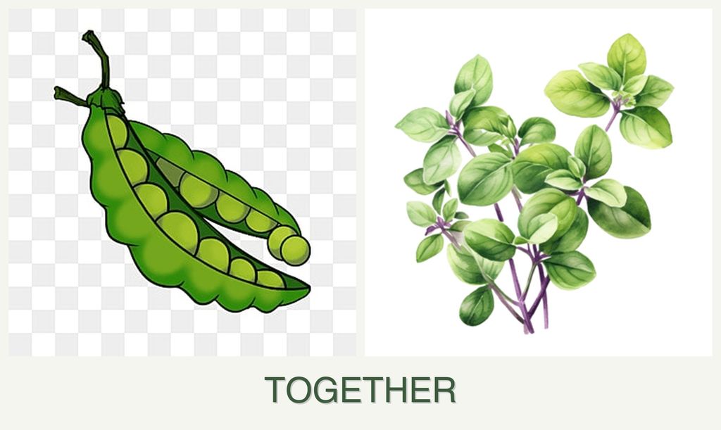 Can you plant peas and oregano together?
