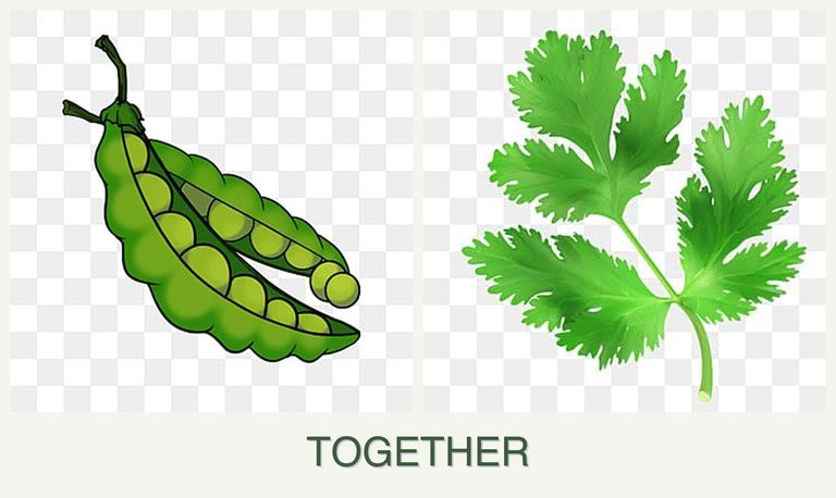 Can you plant peas and parsley together?