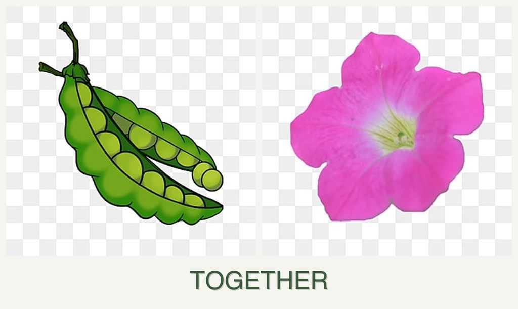 Can you plant peas and petunias together?